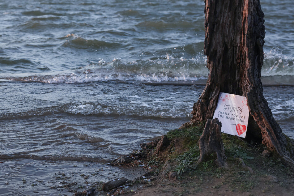 Stumpy, a short and oddly-shaped tree, is due to be cut down amid rising tides in Washington.