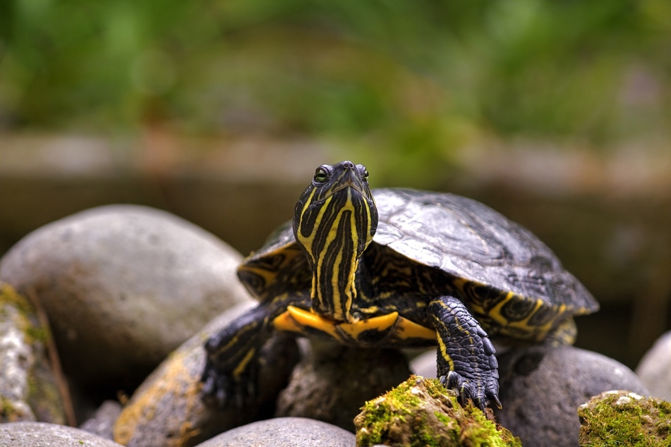 Eine solche Gelbwangen-Schmuckschildkröte war dem Mann zugelaufen. Wer seine vermisst, der kann sich gern beim Polizeirevier Weißwasser melden. (Symbolbild)