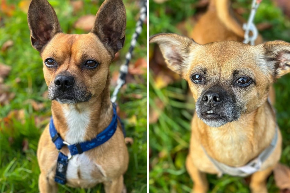 Oba mieszanki chihuahua uwielbiają spacery. Potrafią dobrze przystosować się do nowych otoczeń.