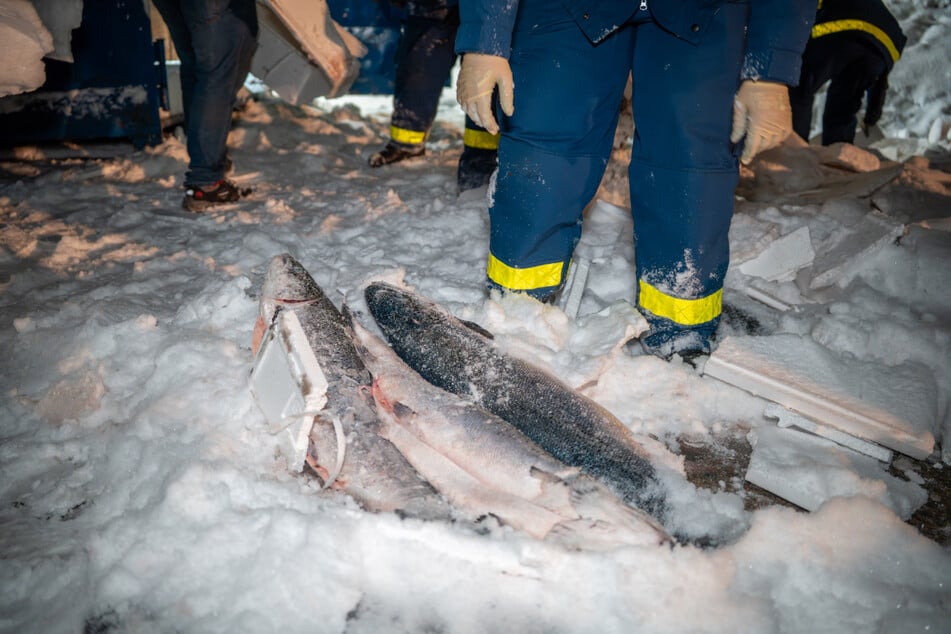 Lachse im Schnee: Die Einsatzkräfte waren stundenlang damit beschäftigt, die Ladung des Lkw von der Straße zu räumen.