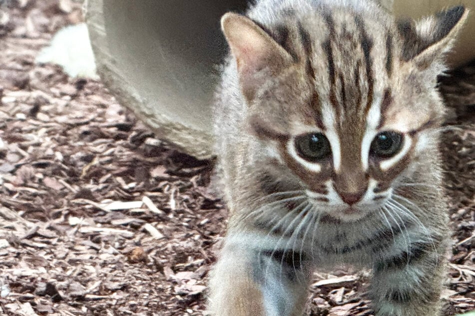 De "kleinste wilde katten van de wereld" hebben nakomelingen gekregen