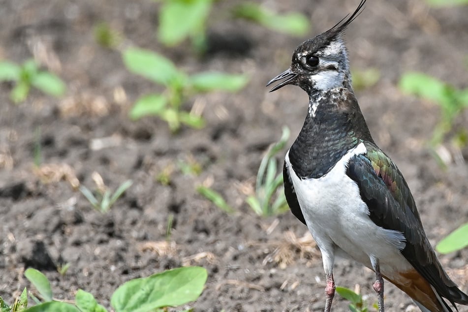 36 Vogelarten in Niedersachsen und Bremen vom Aussterben bedroht