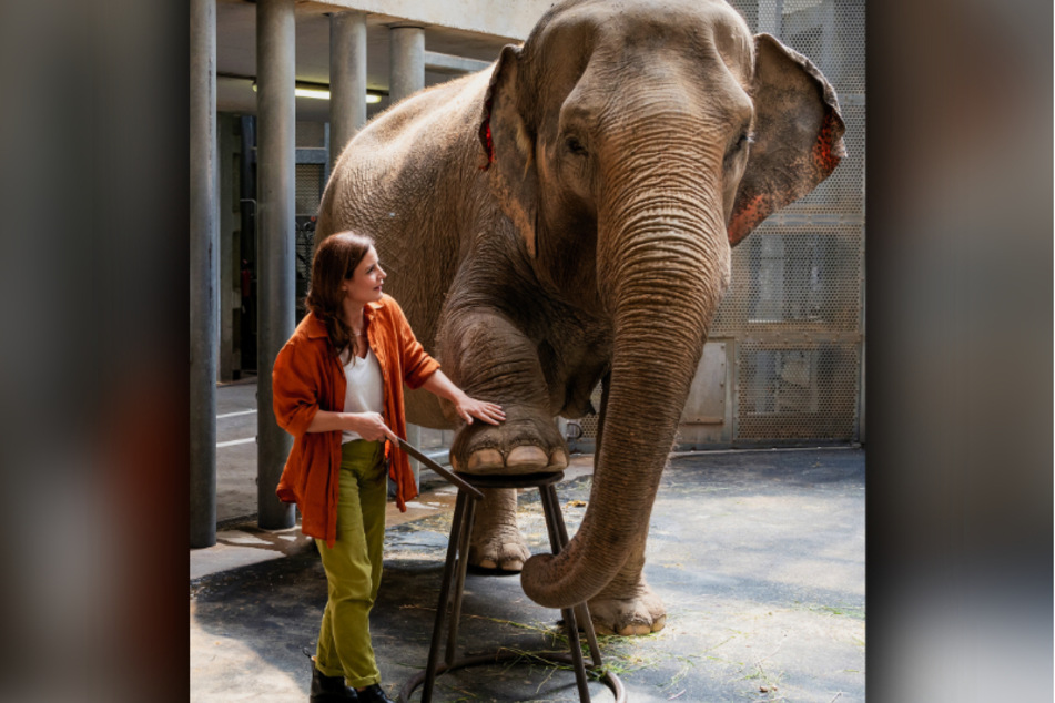 Die freiberufliche Tierärztin untersucht Elefantenkuh Najuma.