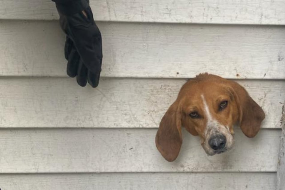 Mit dem Kopf durch die Wand: Beagle "Spike" bleibt stecken