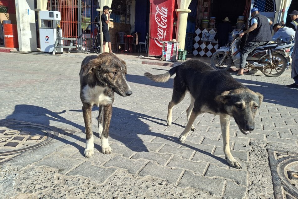 Rund drei Millionen Straßenhunde soll es Schätzungen zufolge in Marokko geben.