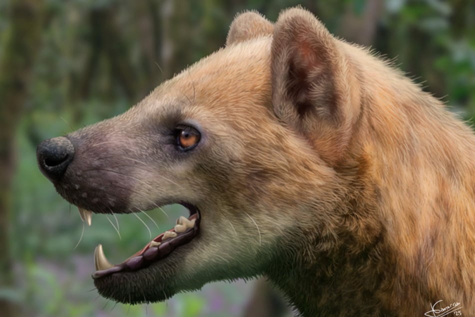 Das Bild zeigt eine grafische Rekonstruktion der neu entdeckten Bärenhunde-Art.