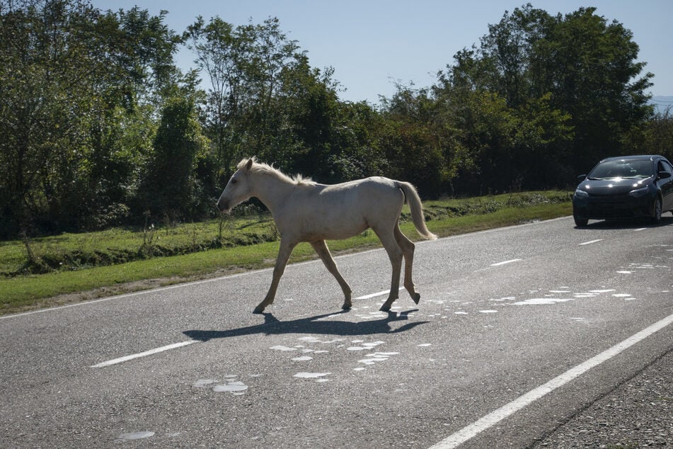 In Titz im Kreis Düren ist am Montagabend ein trächtiges Pferd bei einem Verkehrsunfall getötet worden. Die Polizei sucht den flüchtigen Unfallfahrer. (Symbolbild)