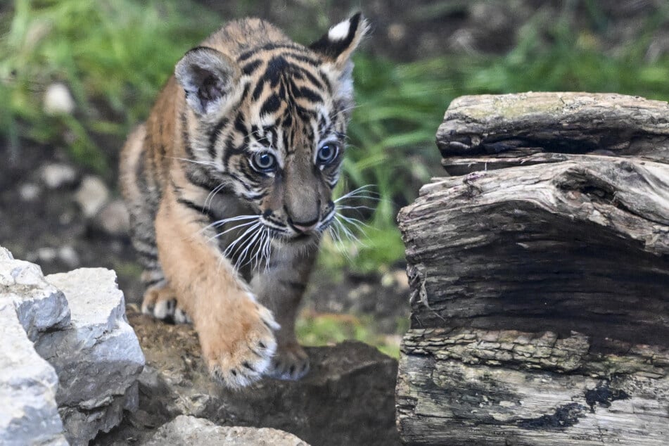 Sumatra-Tiger-Weibchen Lilly wurde am 2. Januar im Berliner Tierpark geboren.
