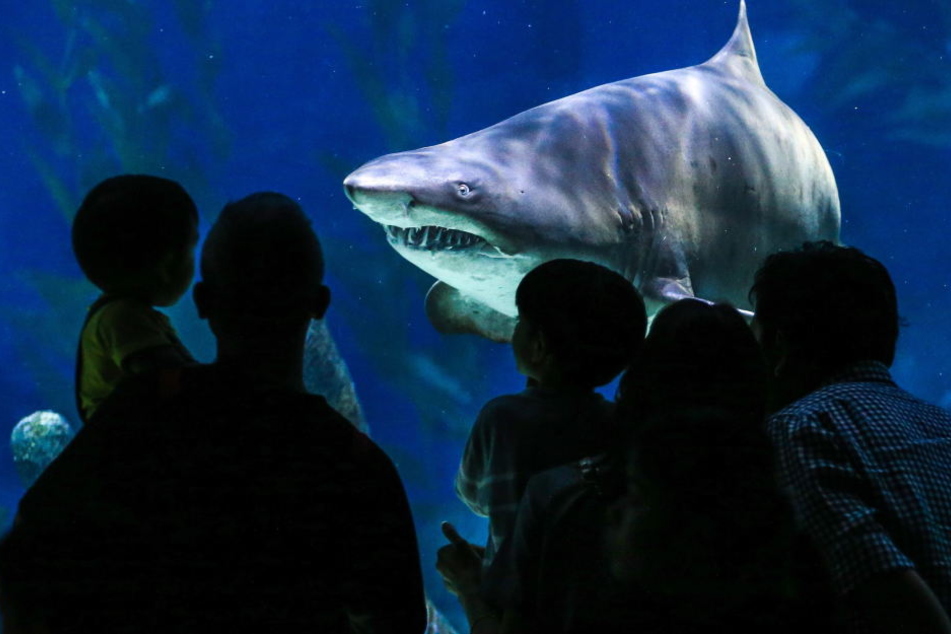 "Shark-City" soll europaweit Touristen nach Pfungstadt locken. (Symbolbild)