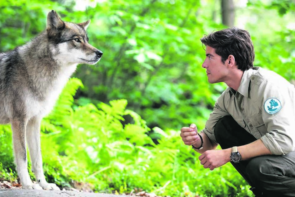 Einer der aufregendsten Momente war für Philipp Danne der Dreh mit Film-Wolf Lobine. Sie reiste mit ihrem Tiertrainer aus Hannover an.