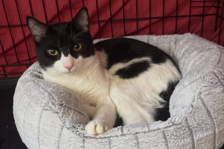 In Sicherheit: Kater Gambino ist aus dem Gröbsten raus.
