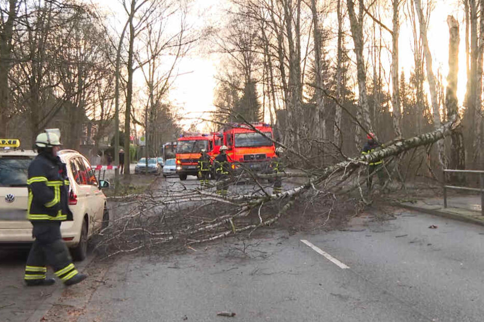Ein Baum knickte ab und fiel mitten auf die Straße.