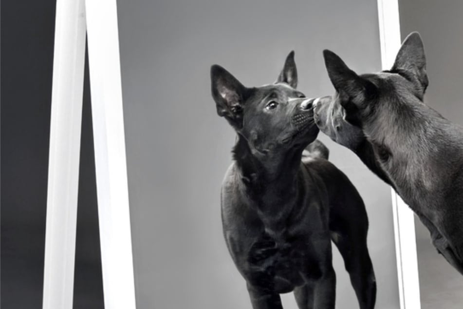 Erkennen sich Hunde im Spiegel? Ein einfacher Test liefert die Antwort