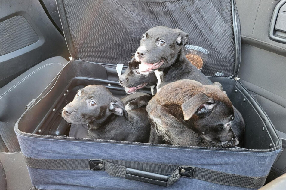 Four little puppies were found in a suitcase on the side of the road in North Carolina.