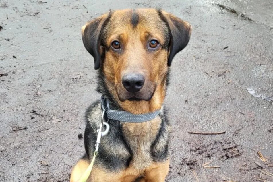 Der hübsche Mischling kam schon kurz nach seiner Vermittlung wieder ins Tierheim zurück.