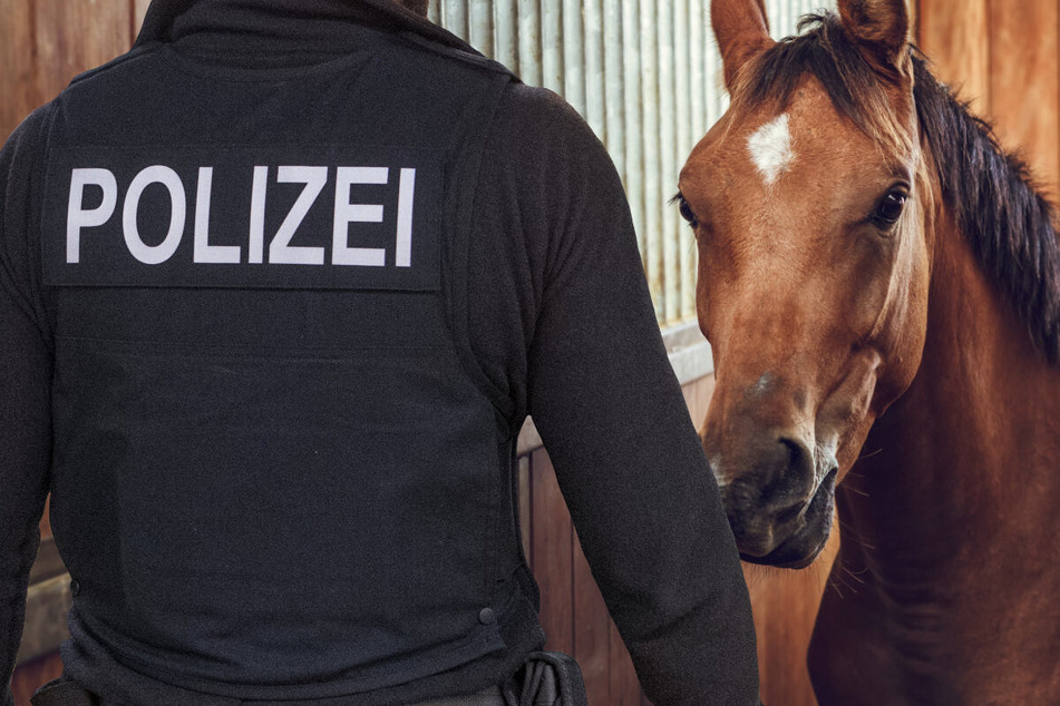Ein Pferd wurde bei Ginsheim-Gustavsburg offenbar absichtlich von einem unbekannten Täter verletzt. Die Polizei sucht Zeugen. (Symbolbild)