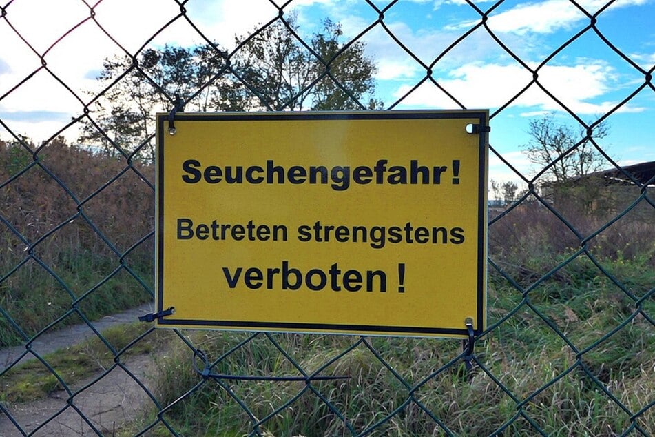 Die Linumer Teiche im Kreis Ostprignitz-Ruppin zählen zu den größten Kranich-Rastplätzen Europas.