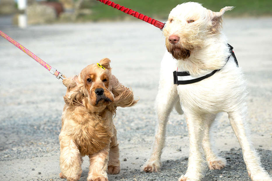 Die Hunde konnten den Wanderern den Weg aus dem Wald hinaus auch nicht zeigen.