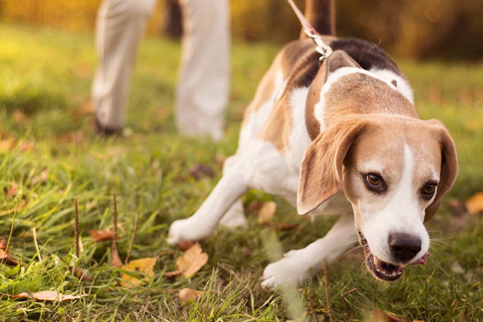 Ein Beagle des ASB Rettungshundezuges fand den Vermissten in einem Wald. (Symbolbild)
