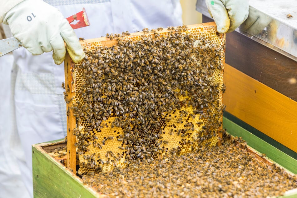 Im Bienenvolk, das Alwin betreut, leben 60.000 Tiere.