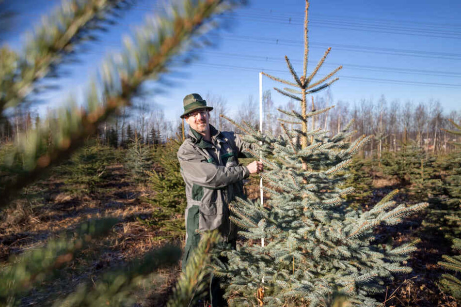 Revierförster Ullrich Göthel (50) weiß, wie der Weihnachtsbaum lange frisch bleibt.