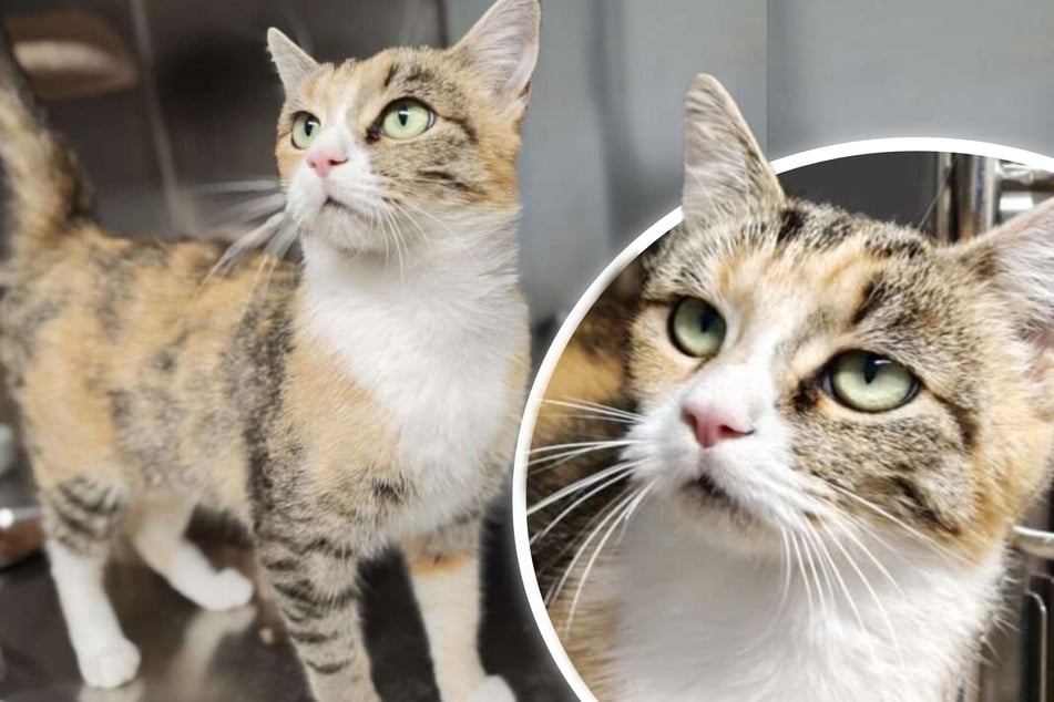 Doris wartet auf ihr Glück: Wer zeigt ihr, wie schön ein Katzenleben sein kann?