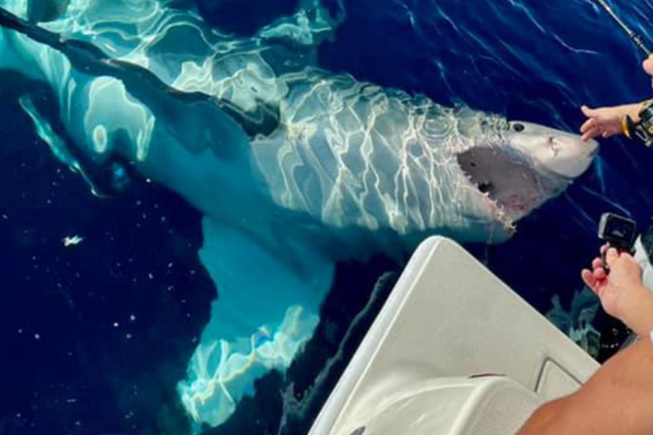 Shark circles boat for hours, leaving fishers with jaws agape