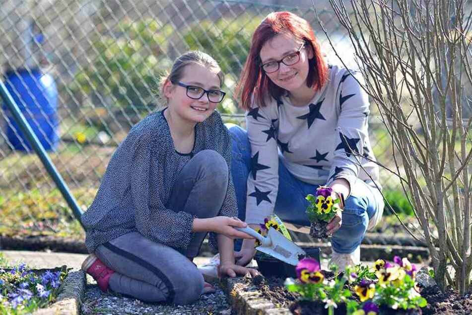 Damit der Garten schön aussieht: Mandy Bollwahn (32) und Tochter Lea (10) pflanzen Stiefmütterchen.
