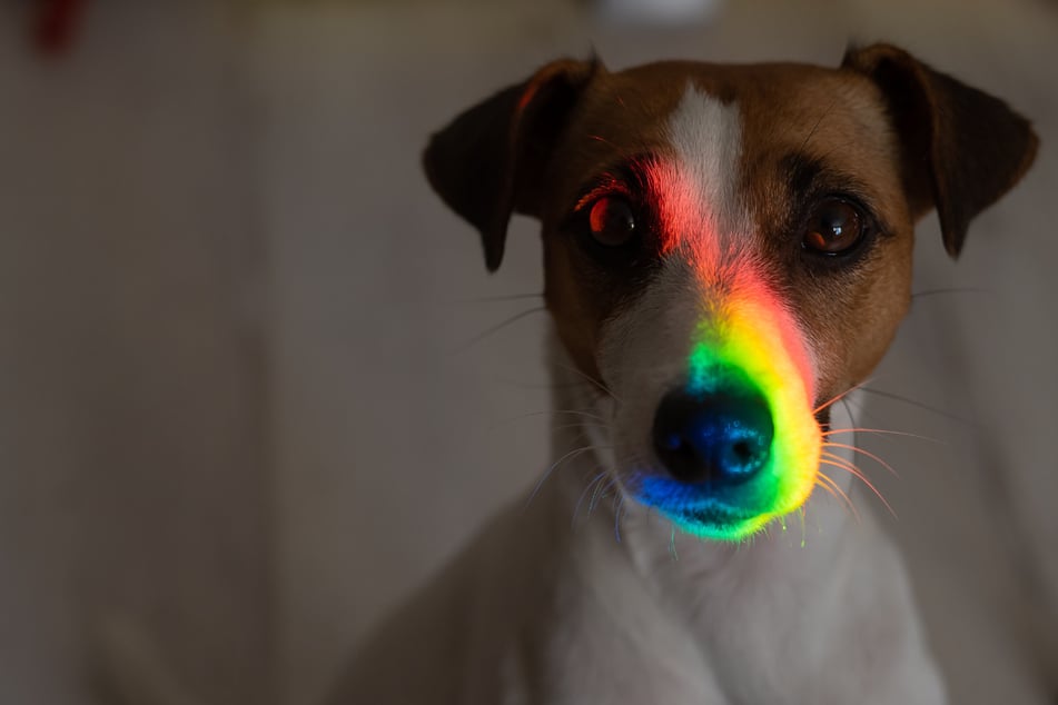 Was man schreiben kann, wenn ein Hund gestorben ist, erfährst Du auf TAG24.