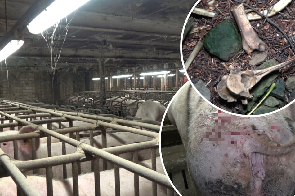 Tierschützer decken gravierende Missstände in Schweinezucht auf: So geht es im Skandal-Betrieb weiter