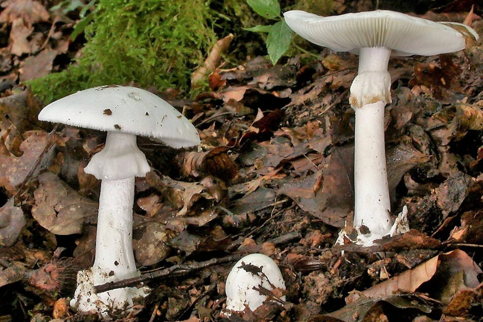 Leider wird der Champignon gerne von weniger erfahrenen Pilzsammlern mit dem hochgiftigen Grünen Knollenblätterpilz verwechselt.