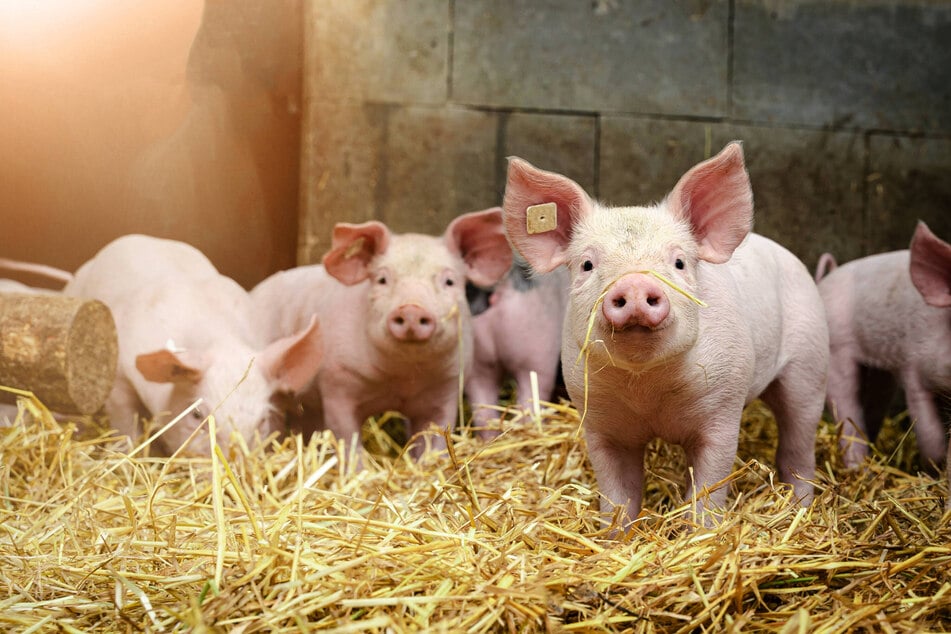 Zum Auftakt des "Tag des offenen Hofes" können die Besucher unzählige Tiere bestaunen. (Symbolfoto)