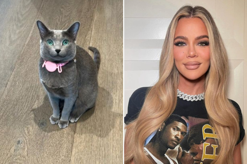 Khloé Kardashian is currently in the spotlight after being accused of photoshopping her cat!