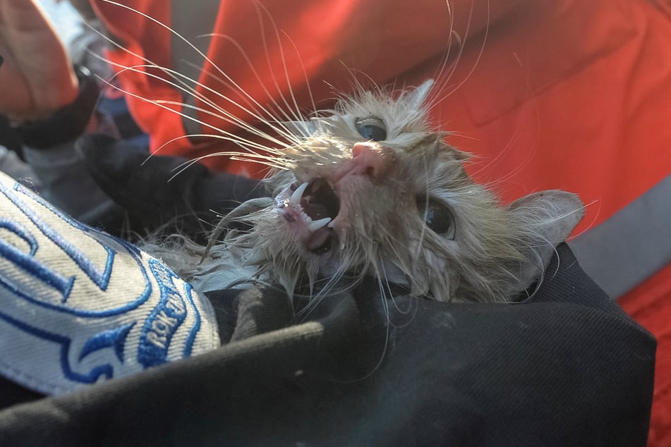 A kitten was rescued from the rubble of Russian drone strikes in Kyiv, Ukraine on Monday.