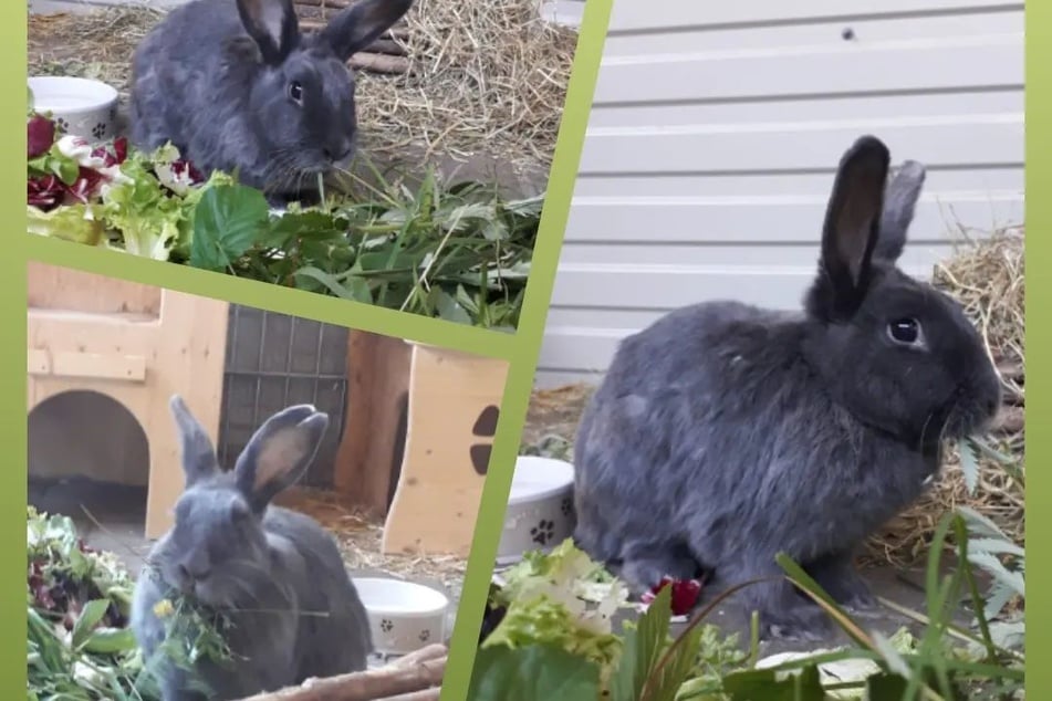 Schlitzohr-Kaninchen Dori hofft auf Adoption: "Auf den ersten Blick ein wenig tollkühn"