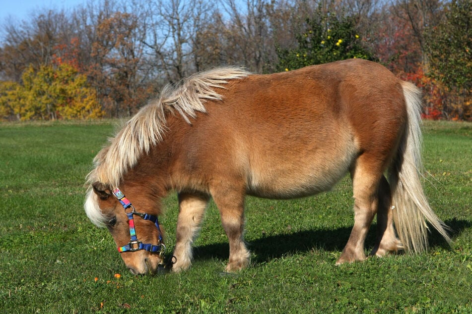 Auch zwei Ponys wurden auf dem Gelände sichergestellt. (Symbolfoto)