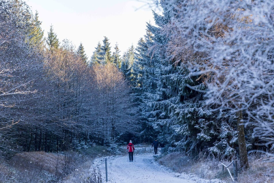 Im verschneiten Wald spazieren gehen: Das Wetter macht's möglich.