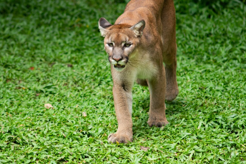Two hunters were attacked by a cougar in California, and only one survived.