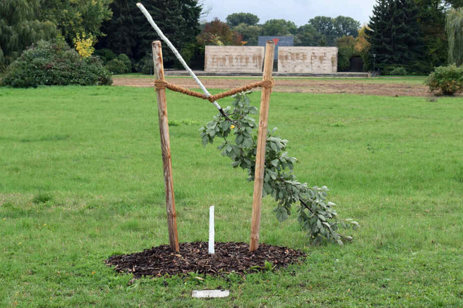 Anfang Oktober wurde der Gedenkbaum in Zwickau abgesägt. Er soll an die NSU-Opfer erinnern.