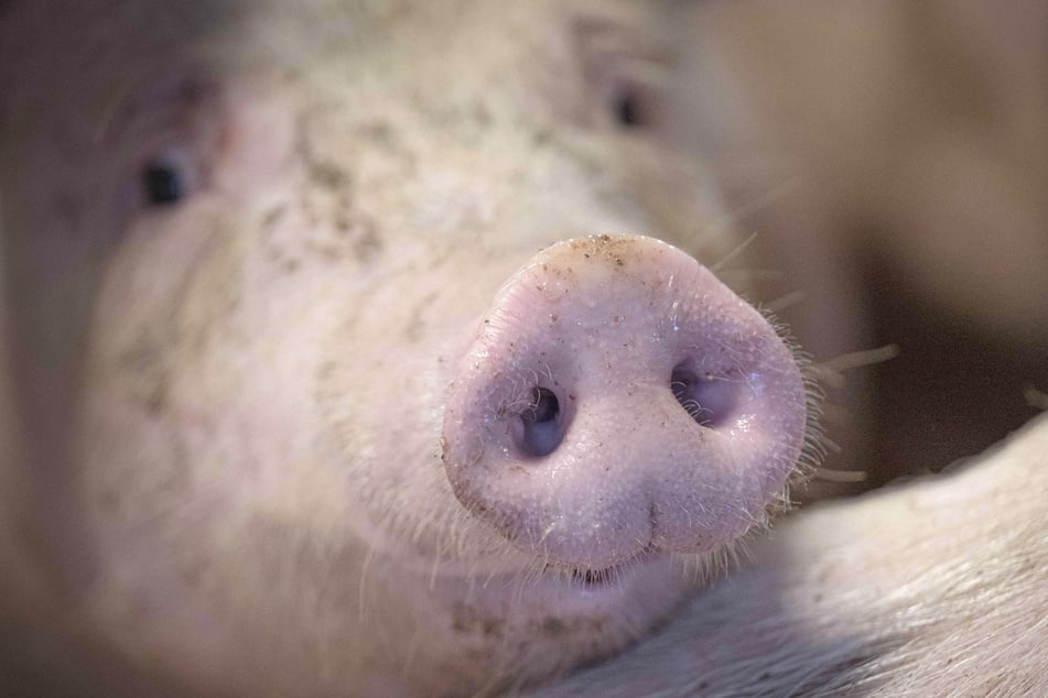 Schweinepest! Schlachthof in Mitteldeutschland betroffen