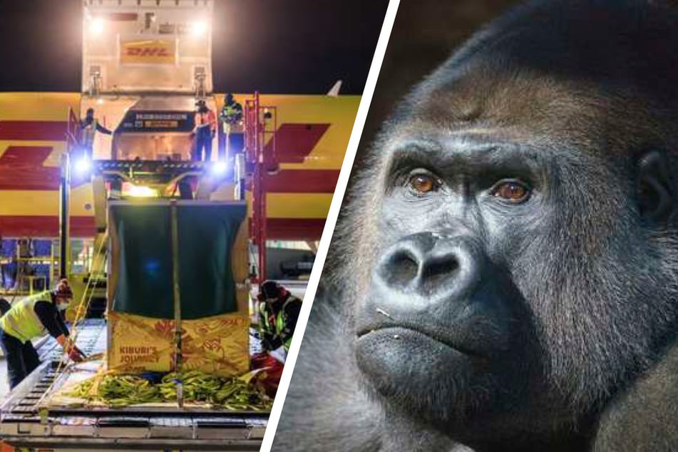 DHL ships 425-pound gorilla in special delivery