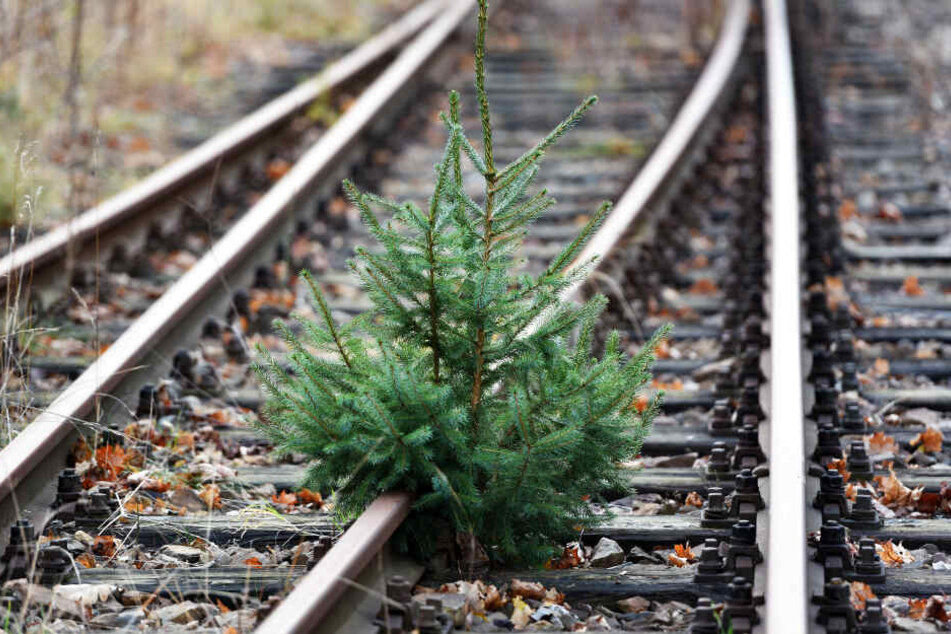 Nein, hier wurde nicht adventlich geschmückt. Das ist Natur.