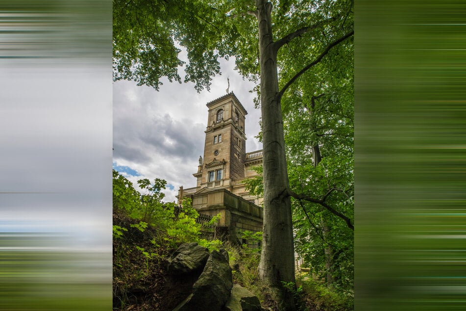 Die höchsten Bäume der Stadt stehen im Park von Schloss Albrechtsberg.
