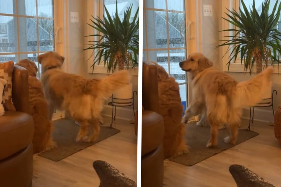 Golden retrievers are considered the ideal family dogs for good reason, and Louie is the perfect example, as seen in an adorable viral TikTok!