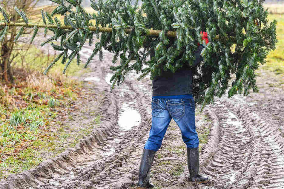 Weg mit dem Ding! Noch bis zum 31. Januar können Weihnachtsbäume abgegeben werden.