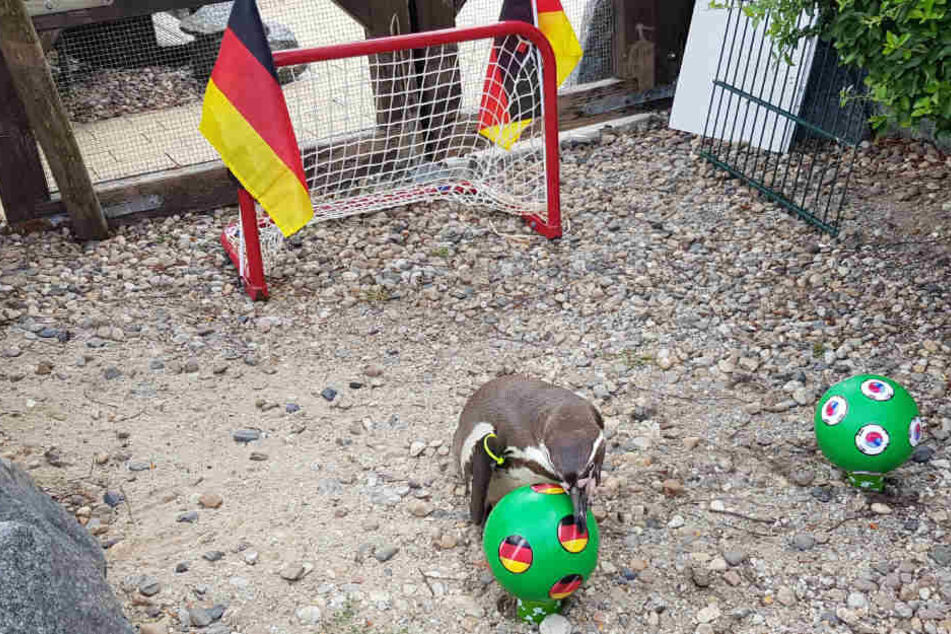 Hier entscheidet sich Flocke erneut für die deutsche Auswahl.