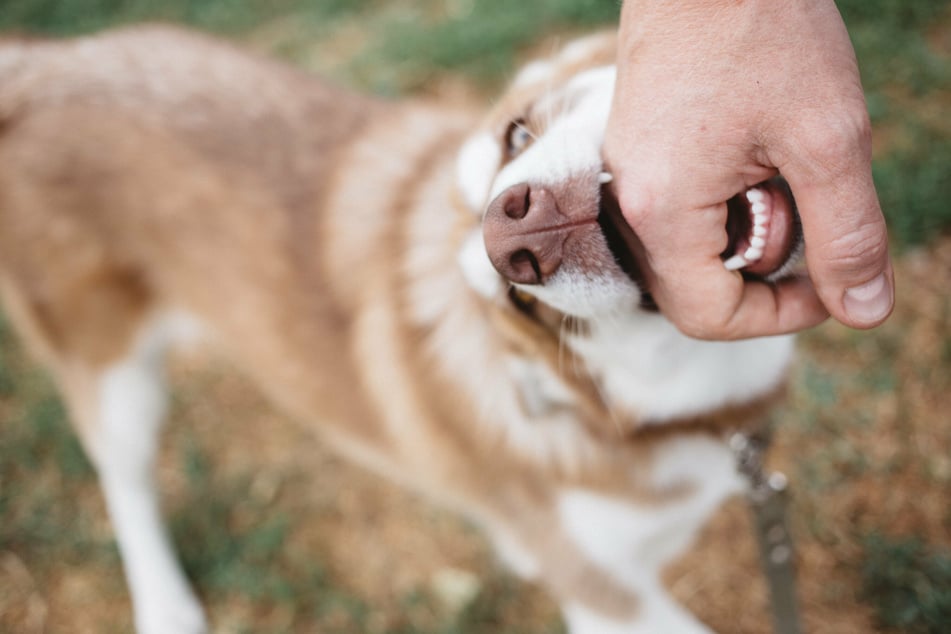 Hundebiss: Das solltest Du nach der Hundeattacke unbedingt tun
