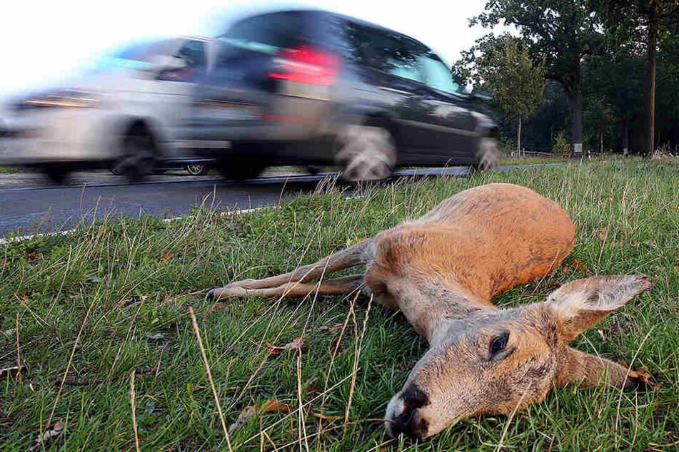 Nach Wildunfällen müssen Autofahrer nicht für Kosten aufkommen, die durch die Beseitigung der Tierkadaver entstehen. (Symbolbild)