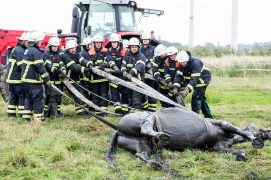 Mit vereinten Kräften zogen die Feuerwehrleute das Pferd aus dem Graben.