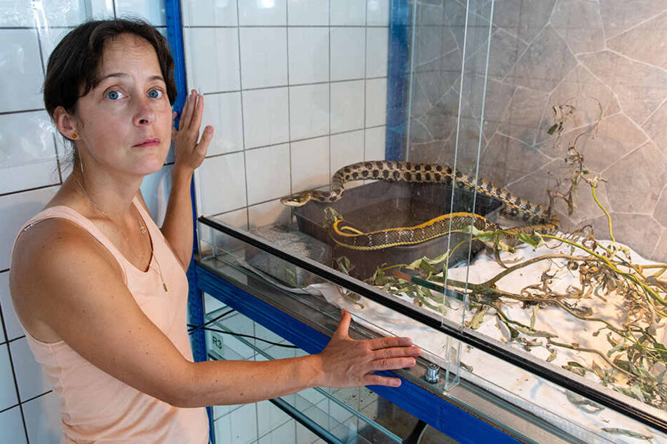 Claudia Ruf (46), Vorsitzende des Tierschutzvereins Zwickau und Umgebung mit dem Schlangen-Neuzugang.